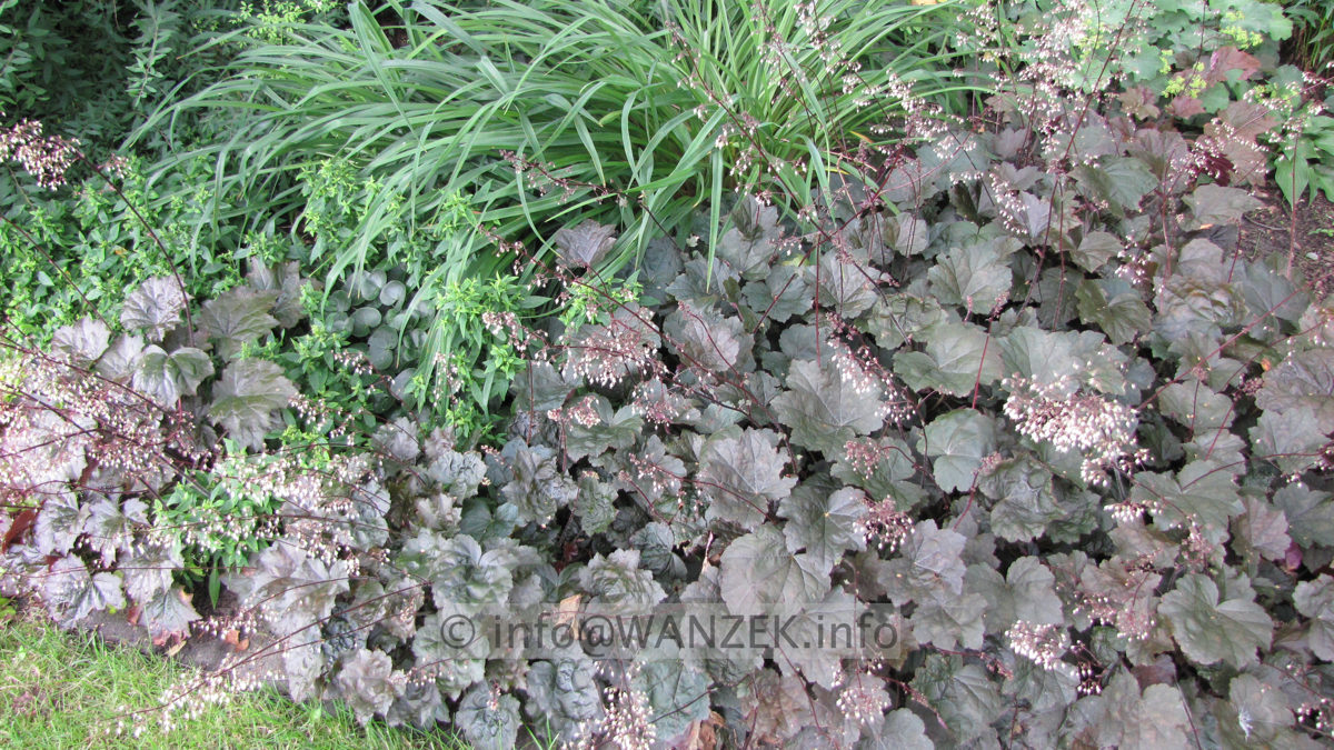 Heuchera micrantha Palace Purple Gruppe.JPG